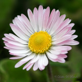 English Daisy