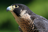 Peregrine Falcon