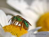 Sweat Bee  (Halictidae)