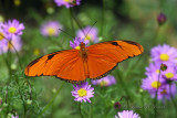 Julia Butterfly