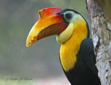 Wrinkled Hornbill