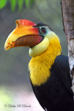 Wrinkled Hornbill 02