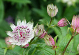 Astrantia