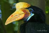 Red-Knobbed Hornbill 02