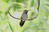 Blue-throated hummingbird 03