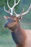 Roosevelt Elk