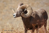 Rocky Mountain Bighorn Sheep (Ram) 02