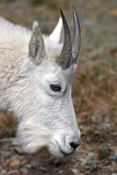 Mountain Goat 02