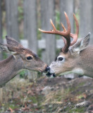 Kissing!