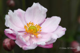 Chinese Anemone