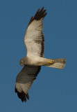 Northern Harrier male