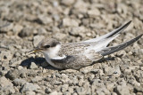 Least Tern - Juvenile