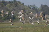 Willets & marbled godwits.