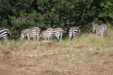 Zebras end on