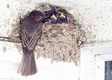 Black Phoebe and chicks