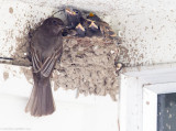 Black Phoebe and chicks