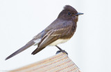 Black Phoebe
