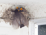Black Phoebe and chicks