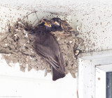 Black Phoebe and chicks