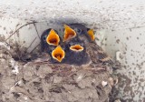 Hungry Black Phoebe chicks