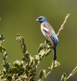 Lazuli Bunting