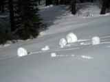 47 snow snails.jpg