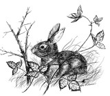 e-cottontail-scan.jpg