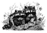 raccoons.jpg