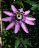 Octobers Passion