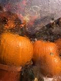 October Pumpkins