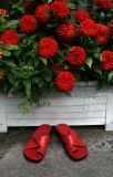 August Reds *