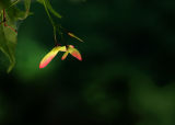 May Maple Seeds