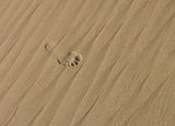 Summer, Seaside & Sand