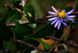 New England Aster *