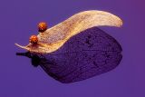 <b>6th Place</b><br>Chinese Parasol Take 2<br>by Victor Engel