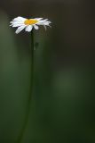 May Flower