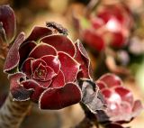 Petals