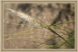 <b>8th Place</b><br>Tall Grass<br>by JudiB