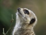 Meerkat