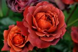 May Flower