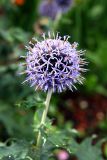 Cawdor  Castle Gardens