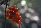 red berries
