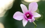 Orchid*