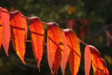 Falling Flames