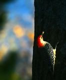Red Bellied Woodpecker