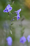 Purple*