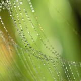 <b>8th Place</b><br>Natures Pearls<br>by dorys