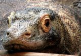 Komodo Dragon