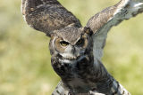 I see you.jpg