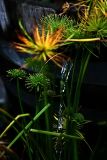 Water Garden 2